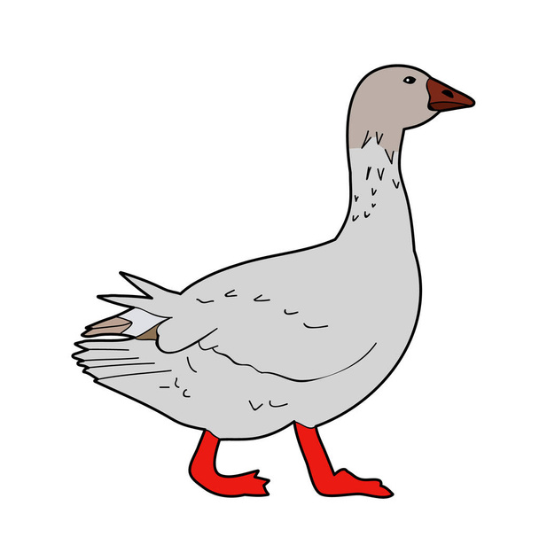 isolated bird duck, goose on white background - Vector, Image