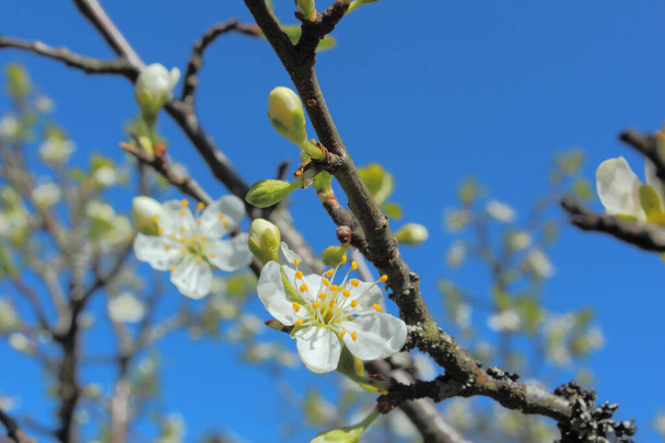 White cherry blossoms on a branch against a blue sky - Photo, Image