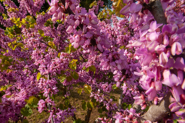 Close-up of the Beautiful pink flowers of the Judas-Tree (Cercis siliquastrum) - Fotoğraf, Görsel