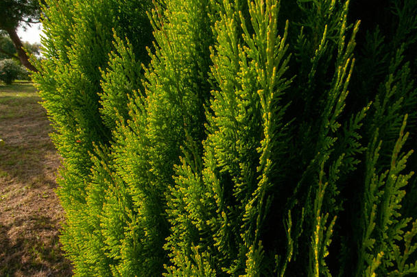 A ciprusi zöld növény közelsége - Fotó, kép