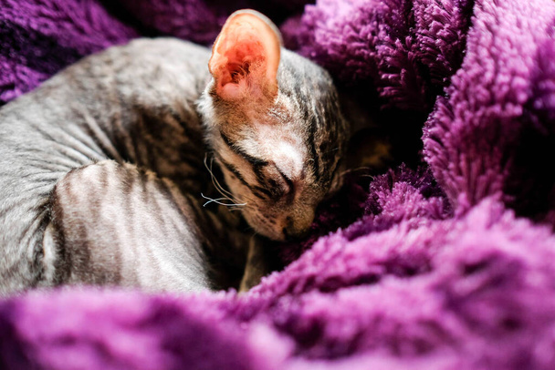 Kissanpentu käpertyi ja nukkuu violetissa ruudussa. Sairas kissanpentu piiloutui. Cornish Rex, Tabby. - Valokuva, kuva
