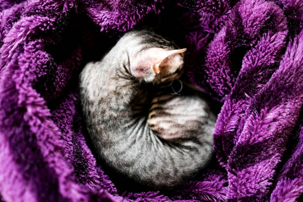 Kissanpentu käpertyi ja nukkuu violetissa ruudussa. Näkymä ylhäältä. - Valokuva, kuva