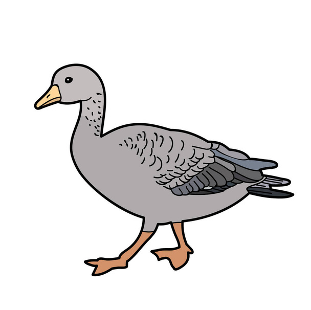 isolated goose, duck, on white background - Διάνυσμα, εικόνα