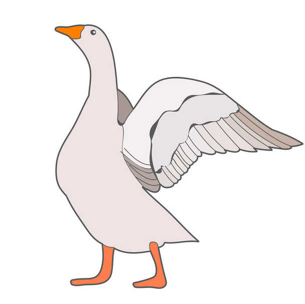 vettore, oca, uccello su sfondo bianco - Vettoriali, immagini