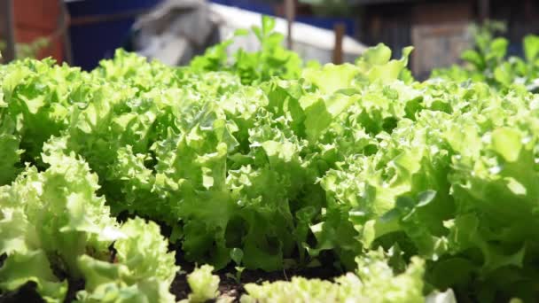 groene sla planten of salade groente teelt. Concept van gezond eten. Boeren. Voedselproductie. - Video