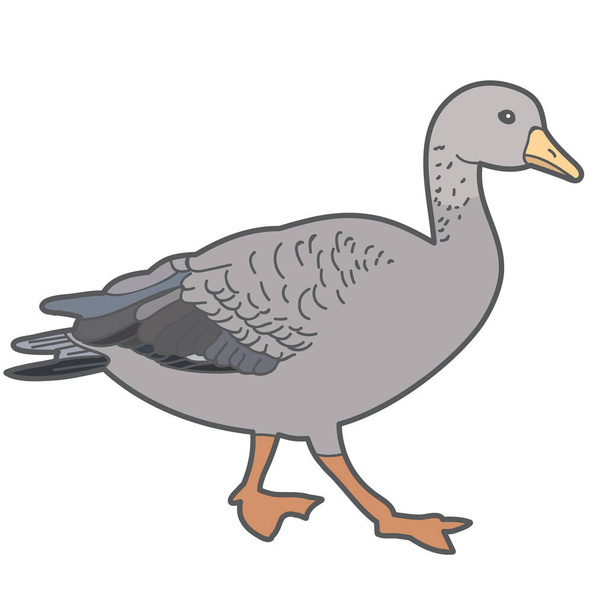 vector, duck on white background - Vektori, kuva