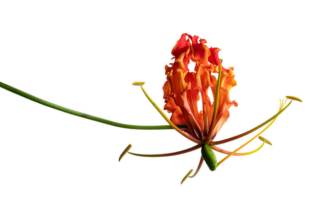 Lirio de llama, Lirio de fuego, Gloriosa flor superba aislada sobre fondo blanco, con camino de recorte
 - Foto, imagen