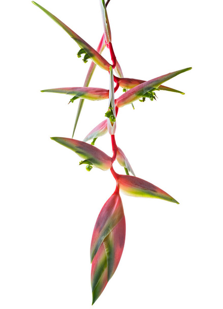 Heliconia chartacea kwiat, Tropikalne kwiaty izolowane na białym tle, ze ścieżką wycinania  - Zdjęcie, obraz