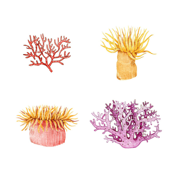 Coral and actinia watercolor painted image set. Hand drawn beautiful coral and sea anemone collection. Colorful tropical sea life and aquarium creature isolated on white background - Photo, Image