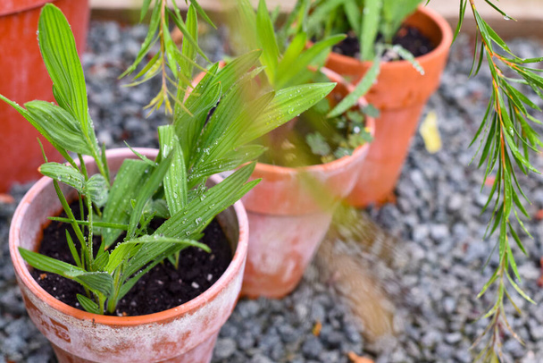 Pot planten groeien in kleine tuin patio - Foto, afbeelding