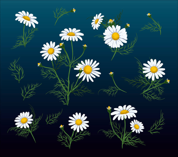  εικονογράφηση σετ λουλουδιών χαμομηλιού. Χαμομήλι λουλούδι απομονώνονται σε λευκό φόντο. - Διάνυσμα, εικόνα