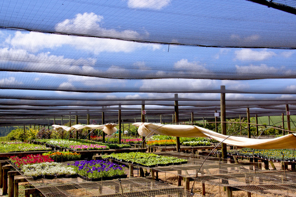 plántulas de flores recién cultivadas en un entorno de vivero
 - Foto, Imagen