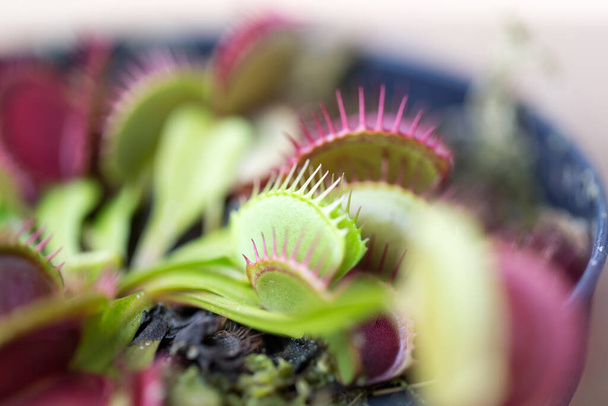 La Venus flytrap (detta anche Venus flytrap o Venus 'flytrap), Dionaea muscipula, è una pianta carnivora. - Foto, immagini