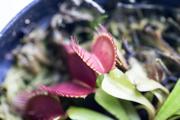 Die Venusfliegenfalle (auch Venusfliegenfalle oder Venusfliegenfalle genannt), Dionaea muscipula, ist eine fleischfressende Pflanze. - Foto, Bild