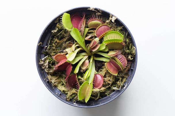 The Venus flytrap (also referred to as Venus's flytrap or Venus' flytrap), Dionaea muscipula, is a carnivorous plant. - Photo, Image