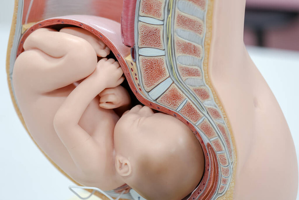 Embryo μοντέλο, έμβρυο για την εκπαίδευση στην τάξη. - Φωτογραφία, εικόνα