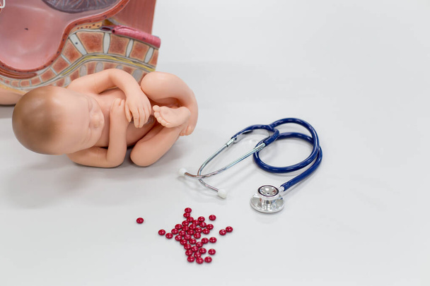 Embryo model, fetus for classroom education. - Фото, зображення