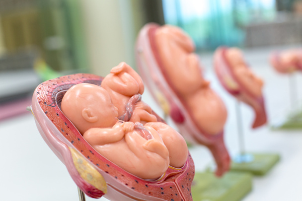 Model zarodka, płód do nauki w klasie. - Zdjęcie, obraz