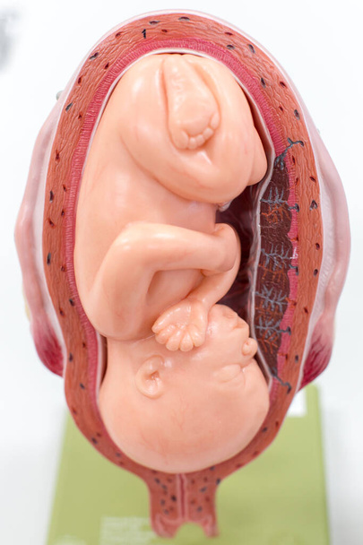 Embriyo modeli, sınıf eğitimi için fetüs.. - Fotoğraf, Görsel