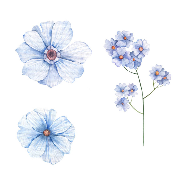 set of wildflowers forget-me-not watercolor illustration on white background - Photo, Image