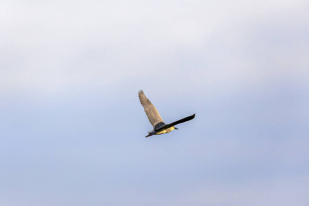 Чорнокоронований птах Ніч-Герон в дельті Дунаю, Румунія.. - Фото, зображення