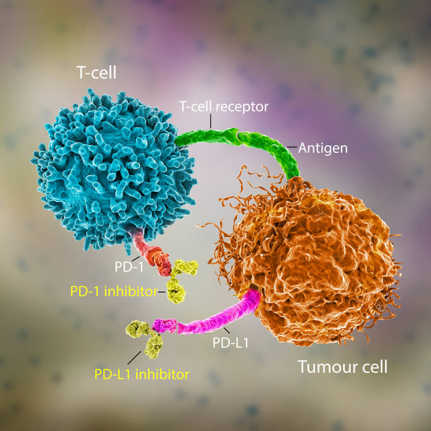 Immune checkpoint inhibitors in cancer treatment, 3D illustration. Inhibitors of PD-1 receptor and PD-L1 prevent the tumour cell from binding to PD-1 and enable the T cell to remain active - Photo, Image