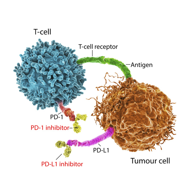 Inhibiteurs des points de contrôle immunitaires dans le traitement du cancer, illustration 3D. Les inhibiteurs du récepteur PD-1 et du PD-L1 empêchent la cellule tumorale de se lier au PD-1 et permettent à la cellule T de rester active. - Photo, image