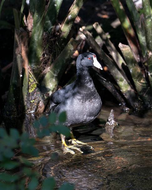 Pájaro Scoter negro o americano de cerca vista de perfil en el agua, que muestra la cabeza negra, ojo rojo, pico blanco, pies verdes y plumaje negro en su entorno y alrededores con fondo de follaje
. - Foto, imagen