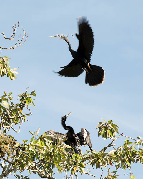 Anhinga bird flying with a beautiful blue sky with clouds exposing its body, head, beak, feet, wings in its environment and surrounding. Building nest. Anghinga stock photos. Flying bird. Spread wings. - Foto, Imagen