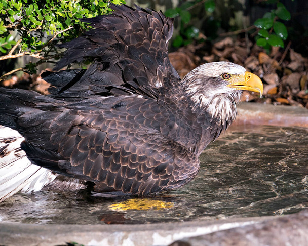 Pohled zblízka na orlí profil holohlavého orla, koupání ve vodě se stříkající vodou a zobrazení hnědého peří s pozadím listoví. Fotografie holohlavého orla. Zobrazení detailního profilu orla bělohlavého.  - Fotografie, Obrázek