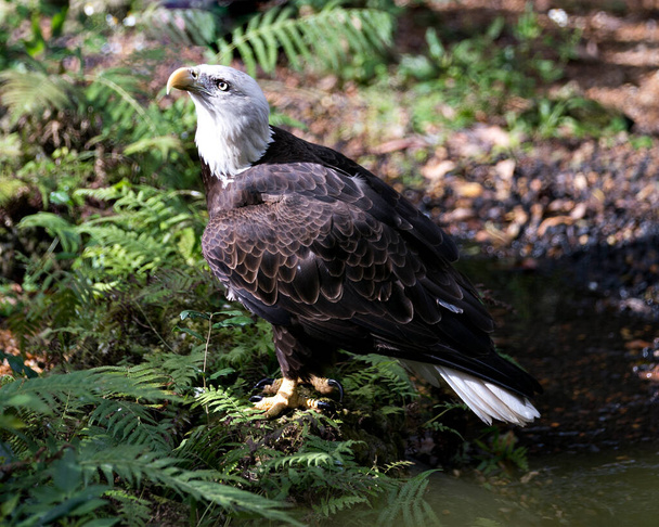 Bald Eagle γκρο πλαν προβολή προφίλ από το νερό με φύλλωμα φόντο εμφανίζει λευκό κεφάλι του, κίτρινο ράμφος, μάτια, νύχια, καφέ φτέρωμα στο περιβάλλον του. Καραφλός αετός στοκ φωτογραφίες. Προβολή προφίλ Bald Eagle close up.  - Φωτογραφία, εικόνα