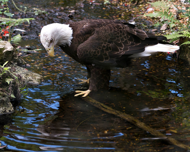 Bald Eagle bird close-up profile view perched on a branch in the water looking at its reflection with foliage background, in its environment and surrounding. Bald Eagle stock photos. Bald Eagle close-up profile view.  - Foto, Bild