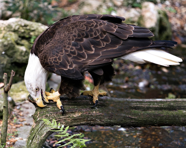 Bald Eagle close-up προβολή προφίλ σκαρφαλωμένο σε ένα υποκατάστημα με θολή φόντο, τον καθαρισμό νύχια του στο περιβάλλον και γύρω του. Καραφλός αετός στοκ φωτογραφίες. Προβολή προφίλ Bald Eagle close up.  - Φωτογραφία, εικόνα
