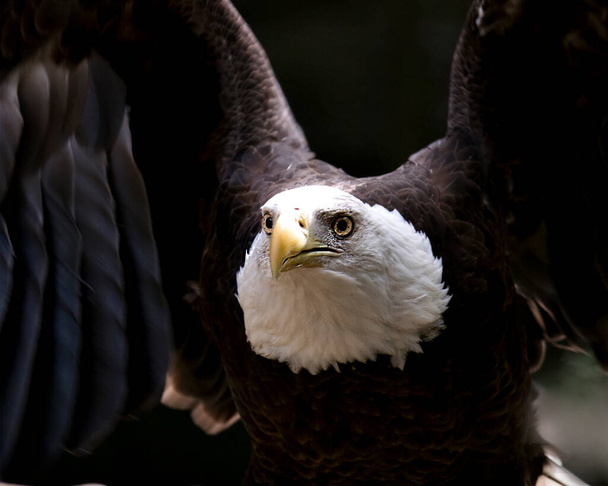 Bald Eagle bird close-up profile view of its head with black contrast background, looking at the you with spread wings in its environment and surrounding. Bald Eagle stock photos. Bald Eagle head close-up profile view.  Spread wings. - Φωτογραφία, εικόνα