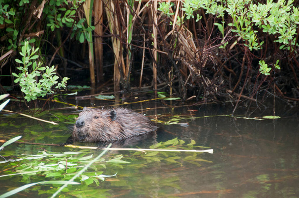 Beaver eating in the water exposing its brown fur coat,  body, head, eye, ears, nose, paws, claws with a green foliage background and in its surrounding and environment. - Fotoğraf, Görsel