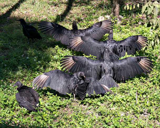 Uccello avvoltoio nero da vicino con ali spiegate che mostrano la testa, l'occhio, il becco e il piumaggio nero e godendo del suo ambiente e circostante con un bel fondo sfocato. Allarga le ali.  - Foto, immagini