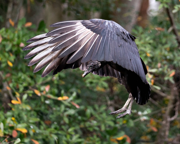 Pájaro Buitre Negro de cerca con alas extendidas mostrando su cabeza, ojo, pico y plumaje negro y disfrutando de su entorno y alrededores con un bonito fondo borroso. Alas abiertas
.  - Foto, Imagen