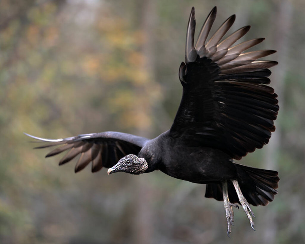 Black Vulture bird close up with spread wings showing its head, eye, beak and black plumage and enjoying its environment and surrounding with a nice blur background. Spread wings. Flying bird. - Photo, Image