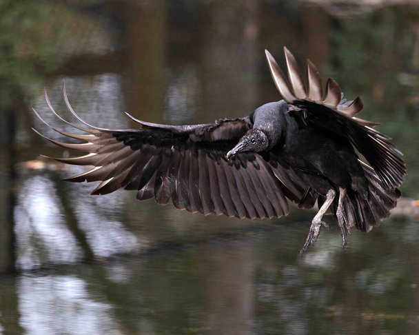 Pájaro Buitre Negro de cerca con alas extendidas mostrando su cabeza, ojo, pico y plumaje negro y disfrutando de su entorno y alrededores con un bonito fondo borroso. Extiende las alas. Pájaro volador
. - Foto, Imagen