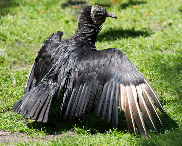 Pájaro Buitre Negro de cerca con alas extendidas mostrando su cabeza, ojo, pico y plumaje negro y disfrutando de su entorno y alrededores con un bonito fondo borroso. Alas abiertas
.  - Foto, imagen