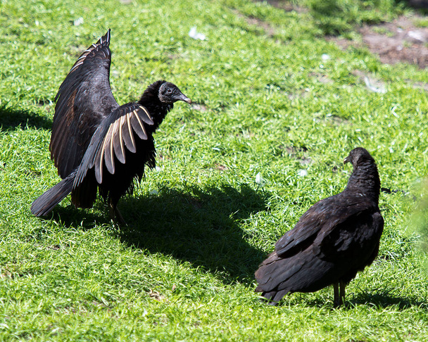 Oiseau vautour noir en gros plan avec des ailes déployées montrant sa tête, ses yeux, son bec et son plumage noir et appréciant son environnement et ses environs avec un joli fond flou. Ailes déployées.  - Photo, image