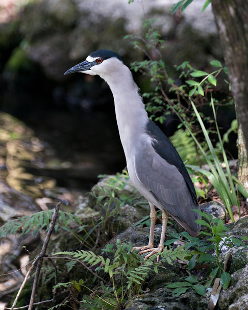 Black-crowned Night Heron adult bird close-up perched on a branch with blur  background, displaying plumage, head, beak, eye, in its surrounding and environment. - Foto, imagen