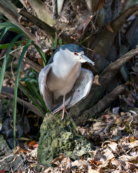 Black-Crowned Night-Heron bird perched on a green rock with foliage and tree background displaying its blue plumage, body, head, beak, eyes, feet in its environment and surrounding - Photo, image