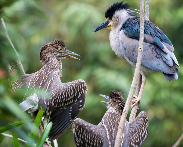 Black-crowned Night Heron bird adult with babies on the nest while exposing its body, head, eye, beak, legs, feet with a blur background in its environment and surrounding. Baby bird. Baby Black-crowned Night Heron. Mother bird.  - Photo, image