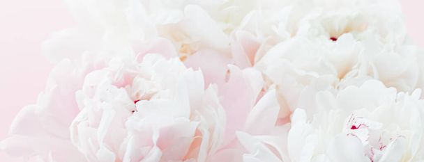 Fleurs pivoine blanche comme art floral sur fond rose, flatlay de mariage et marque de luxe
 - Photo, image