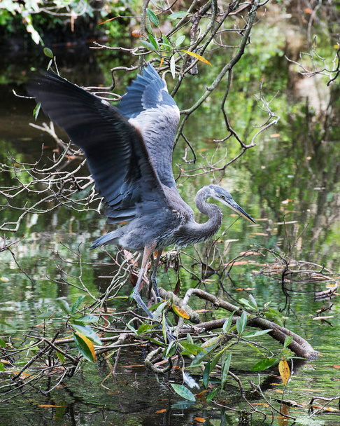 Blue Heron bird perched with spread wings displaying blue feathers, neck, head, beak, long legs, with a blur background in its environment and surrounding. - Photo, image