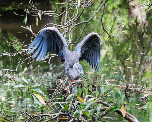 Blue Heron bird close up profile view by the water on a branch displaying spread wings, body, head, eye, beak, long leg, in its environment and surrounding with a background of foliage. Spread wings.  - Photo, image