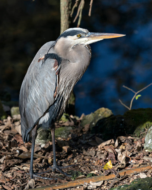 Bleu Heron bird close-up profile view standing on ground by the water with a blur background, displaying blue feathers plumage, beak, feet, eye, in its environment and surrounding. - Φωτογραφία, εικόνα