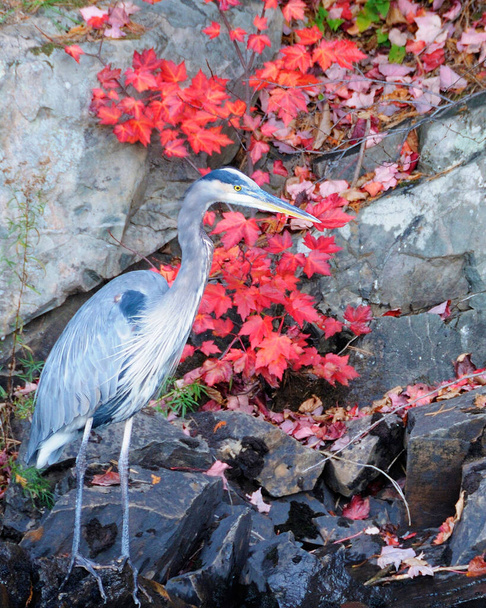 Modrý volavka sedí u vody s podzimním listím, červené listy a zároveň odhaluje své tělo, hlavu, oko, zobák, dlouhé nohy, chodidla, modré peří v divokém prostředí.. Modrá volavka v podzimním období. Multi barevný javor listy pozadí. - Fotografie, Obrázek