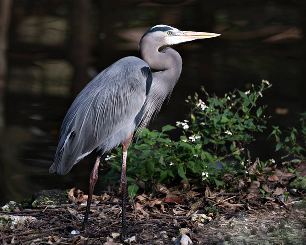 Bleu Heron bird close-up profile view standing on ground by the water with a bokeh background an foliage and flower foreground, displaying blue feathers plumage, beak, feet, eye, in its environment and surrounding. - Photo, image